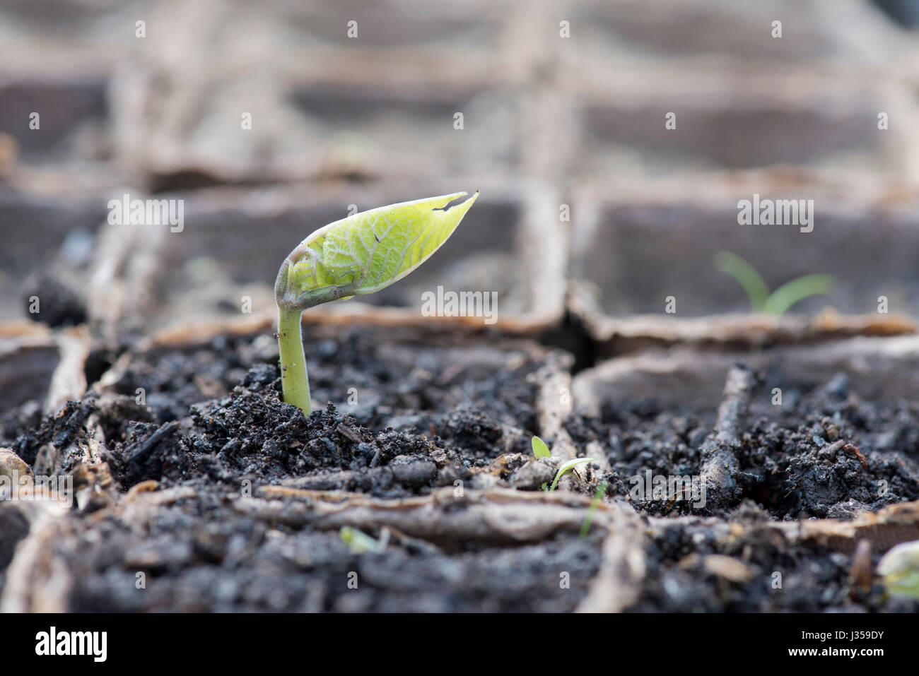 Phaseolus Coccineus. Runnner Bohne Sämling in biologisch abbaubaren Samen Töpfe sprießen Stockfoto