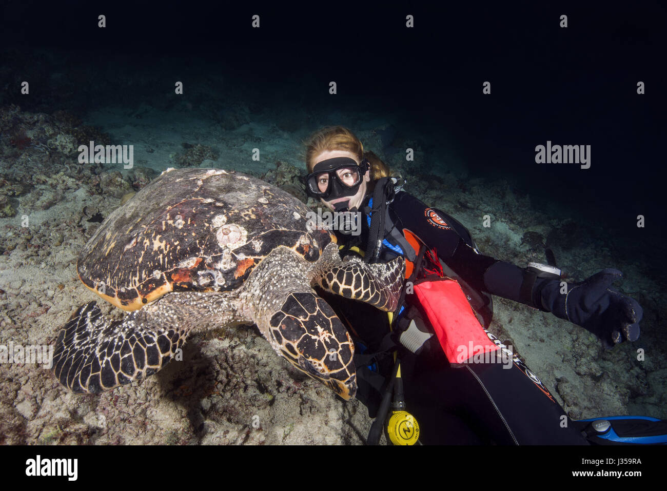 Weibliche Taucher und echte Karettschildkröte (Eretmochelys Imbricata) in der Nacht, Indischer Ozean, Malediven Stockfoto