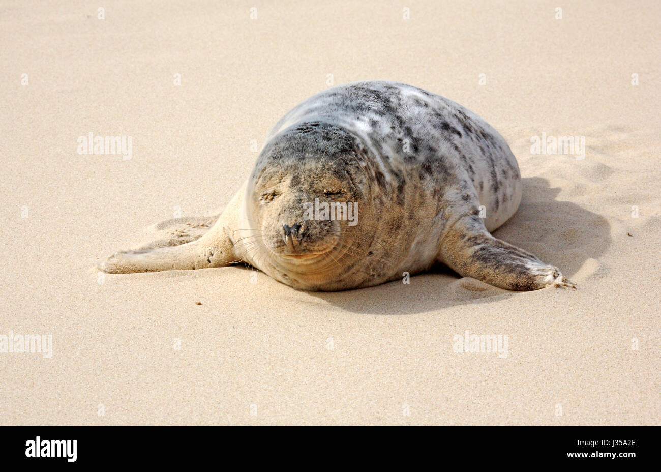 Ein Blick auf eine unreife Grey Seal, Halichoerus Grypus, am Strand von Horsey, Norfolk, England, Vereinigtes Königreich. Stockfoto