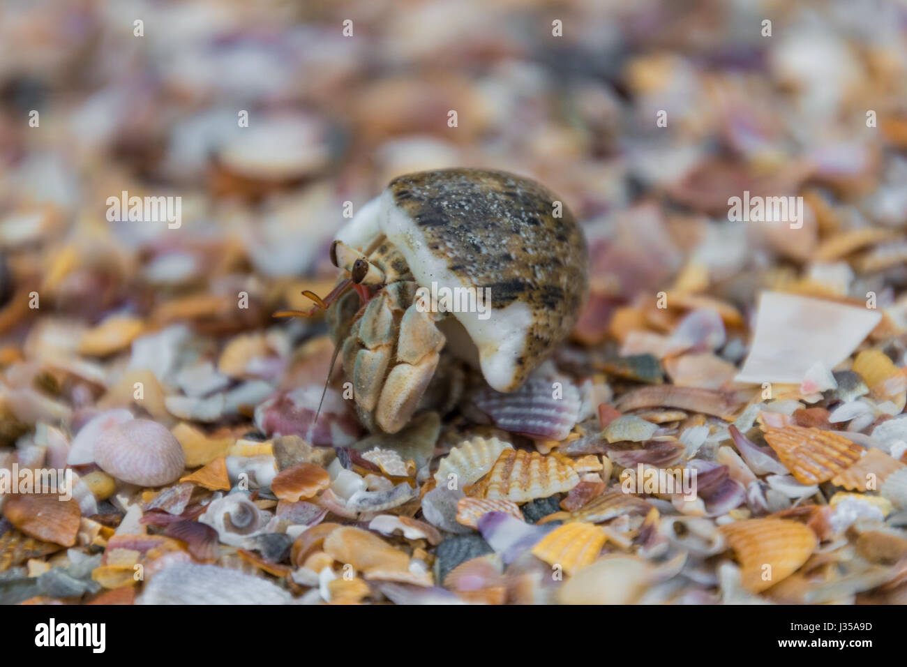 Schnecke Mist Makroaufnahme zu Fuß auf Muscheln Stockfoto