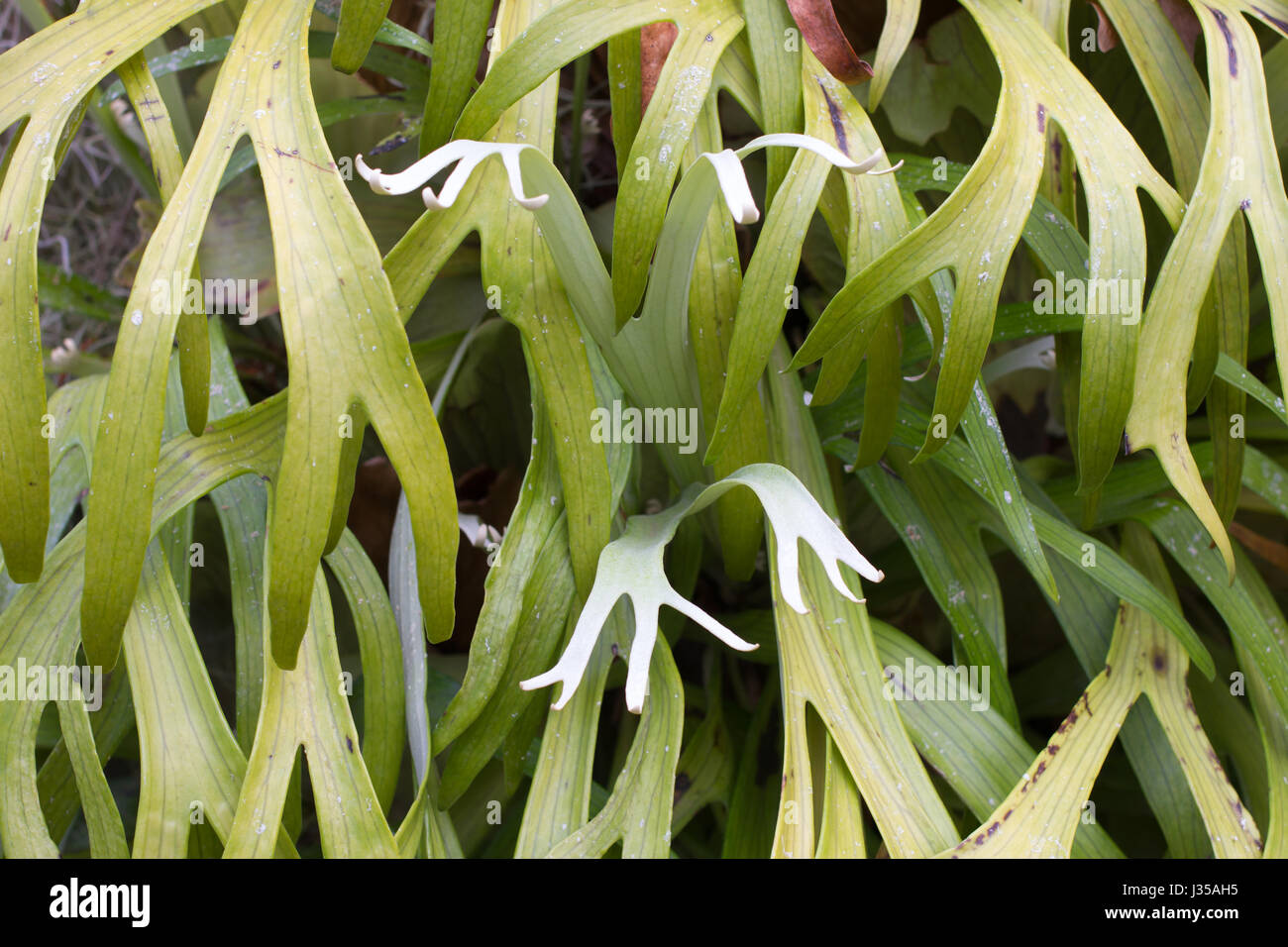 Elkhorn Fern Platycerium Bifurcatum Stockfotos und bilder Kaufen Alamy