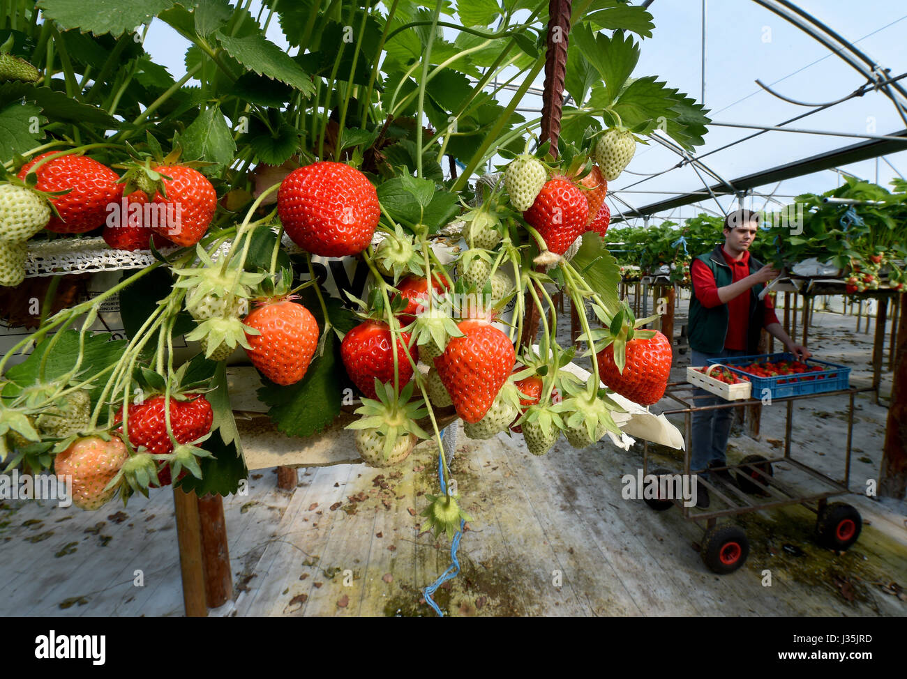 Andi Meyer nimmt Erdbeeren in einem Gewächshaus auf dem elterlichen Hof in  Otze, Deutschland, 3. Mai 2017. Rund 20.000 Clery und Elsanta sind  Erdbeerpflanzen in der Farm 2.500 Quadratmeter Gewächshaus gewachsen. Die