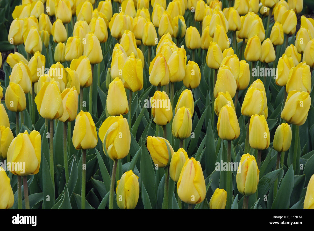 Millionen Von Bunten Tulpen Bluhen In Ihrer Ganzen Pracht In