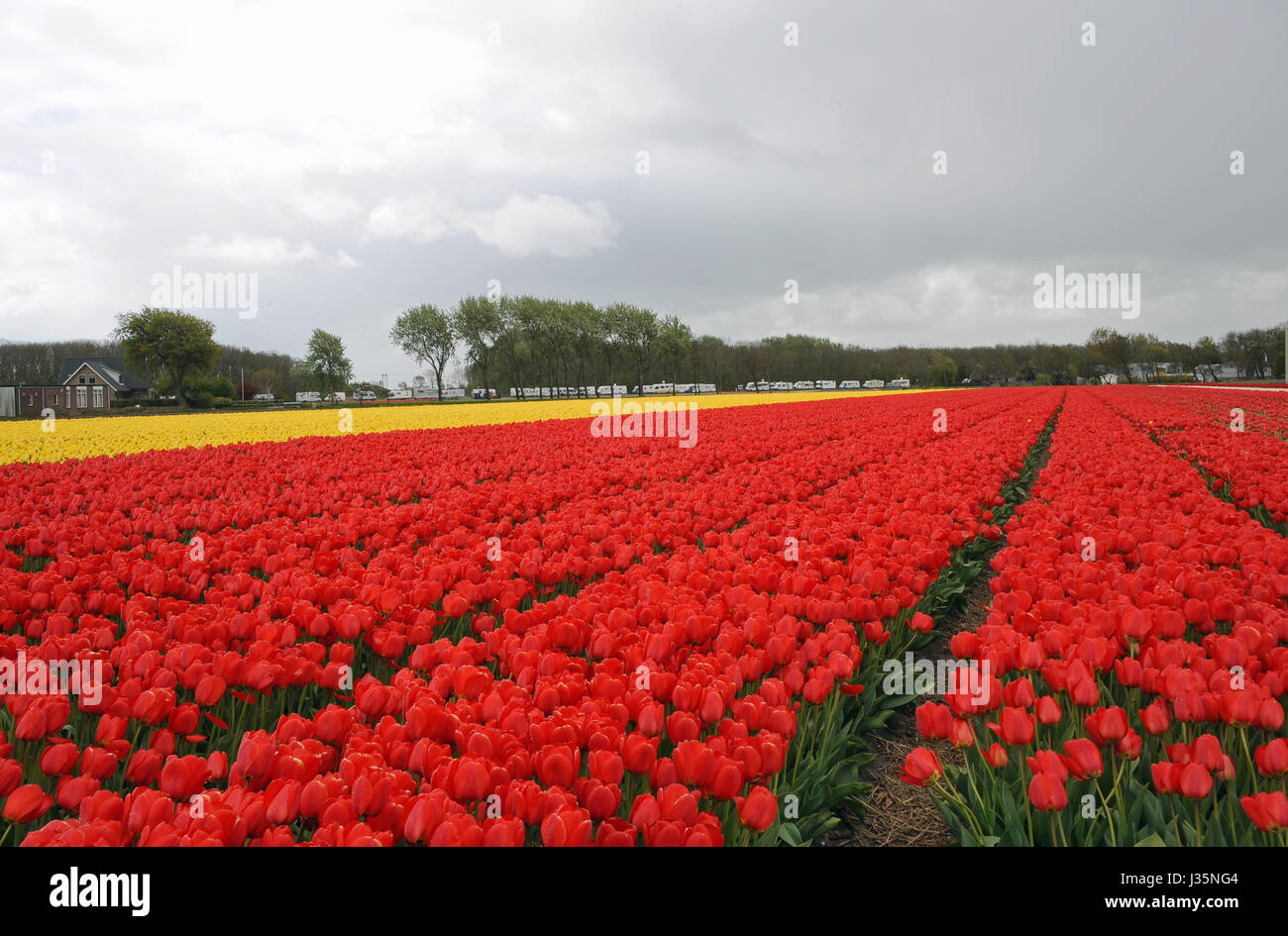 Millionen von bunten Tulpen blühen in ihrer ganzen Pracht in Lisse nahe Amsterdam in Süd-Holland, Niederlande, 22. April 2017. April und Mai sind die Tulpe-Saison in Süd-Holland, bekannt auf der ganzen Welt für seine Blumen und Blumenzwiebeln. Der Export von Blumen und Blumenzwiebeln sind charakteristisch für diese Region. Foto: Ursula Düren/dpa Stockfoto