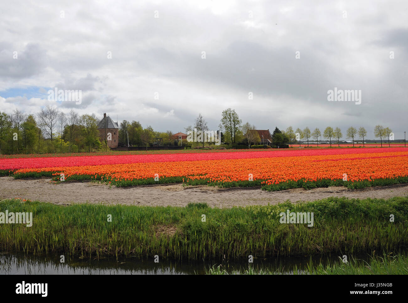 Millionen von bunten Tulpen blühen in ihrer ganzen Pracht in Lisse nahe Amsterdam in Süd-Holland, Niederlande, 22. April 2017. April und Mai sind die Tulpe-Saison in Süd-Holland, bekannt auf der ganzen Welt für seine Blumen und Blumenzwiebeln. Der Export von Blumen und Blumenzwiebeln sind charakteristisch für diese Region. Foto: Ursula Düren/dpa Stockfoto