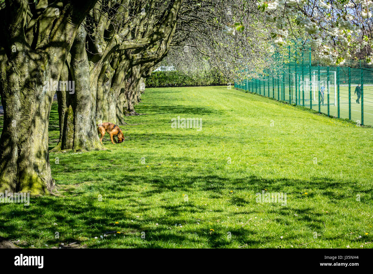 Dunbeth Park in Coatdyke, Nord Lanakrshire, Schottland, UK, Dienstag, 03 Mai, 20017, UK Wetter. Schönen Morgen im Frühlingspark mit Allee von blühenden Bäumen und sonniges Wetter. Bildnachweis: Malgorzata Laris/Alamy Live-Nachrichten Stockfoto