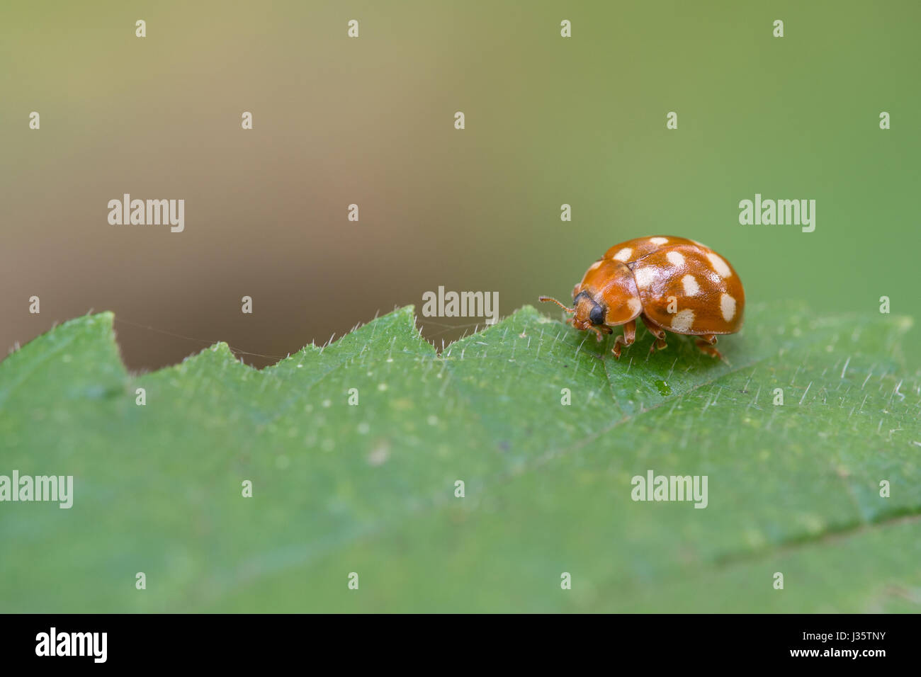 Creme-Spot Ladybird, Calvia quatuordecimguttata Stockfoto