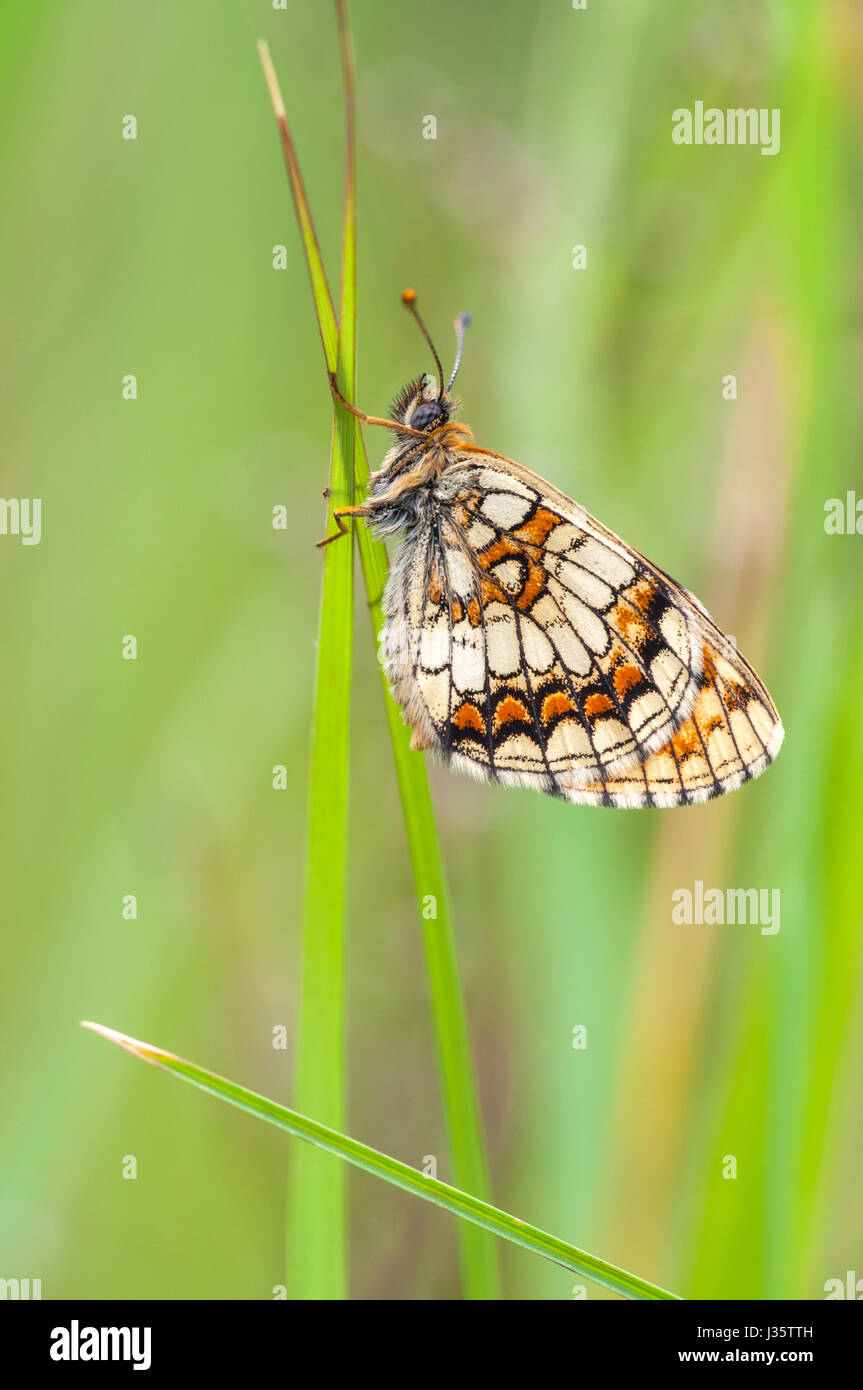 Heide Fritillary, Melitaea athalia Stockfoto