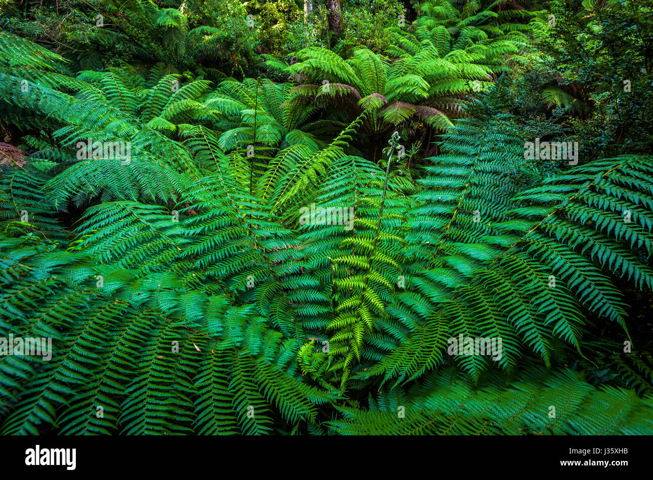 Farne in Melba Gully, Great Otway National Park, Victoria Stockfoto
