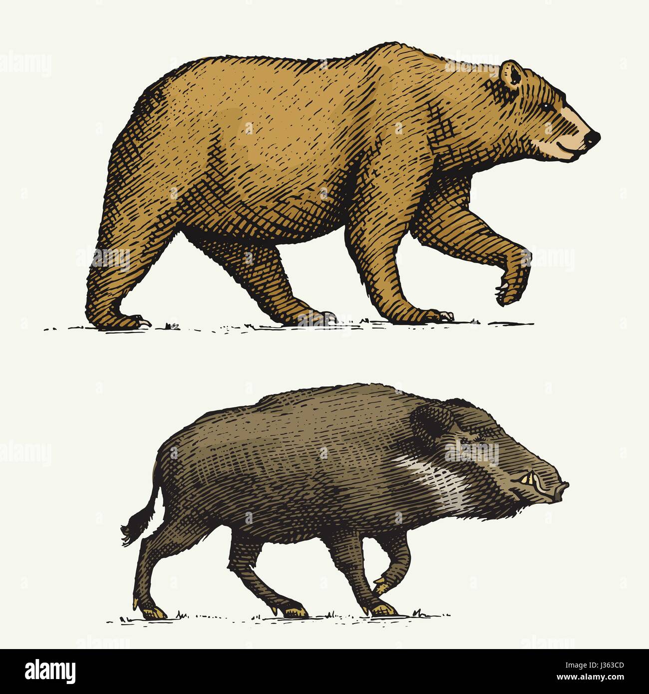 Wild Grizzly Bären und Wildschweine oder Schwein graviert handgezeichnete im alten Stil Sketch, Vintage Tiere Stock Vektor
