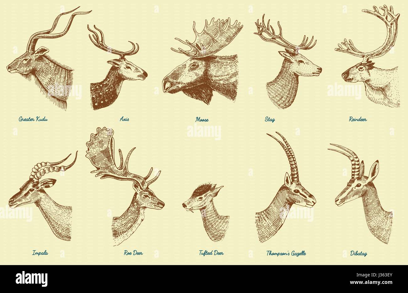 Große Reihe von Horn, Geweih Tiere Elch oder Elch mit Impala, Gazelle und größere Kudu