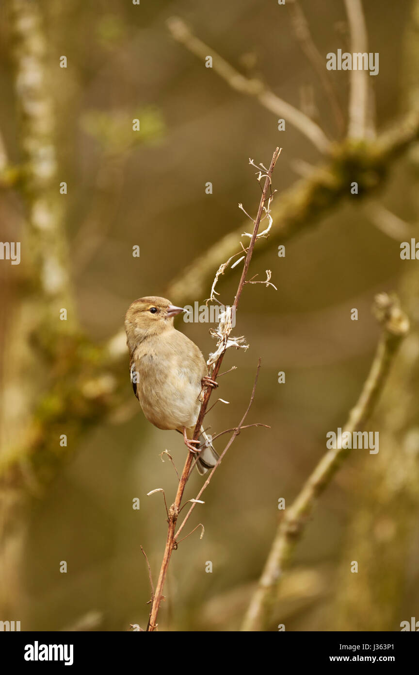 Weibliche gemeinsame Buchfink, Fringilla Coelebs, ernähren sich von Samen der Rosebay Weidenröschen, Chamaenerion Angustifolium, West Lothian, Schottland, UK Stockfoto