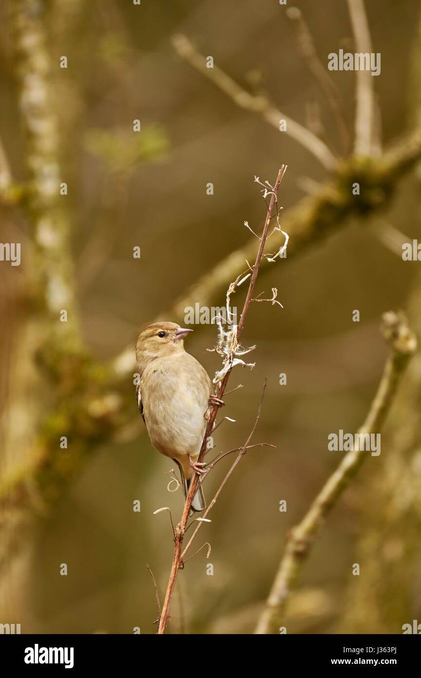 Weibliche gemeinsame Buchfink, Fringilla Coelebs, ernähren sich von Samen der Rosebay Weidenröschen, Chamaenerion Angustifolium, West Lothian, Schottland, UK Stockfoto