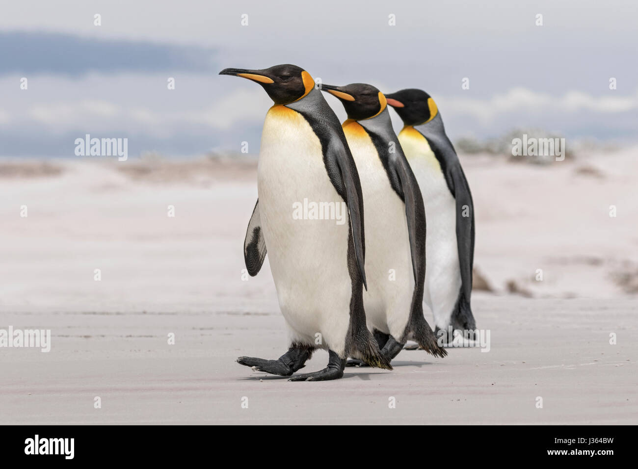 Königspinguin Stockfoto