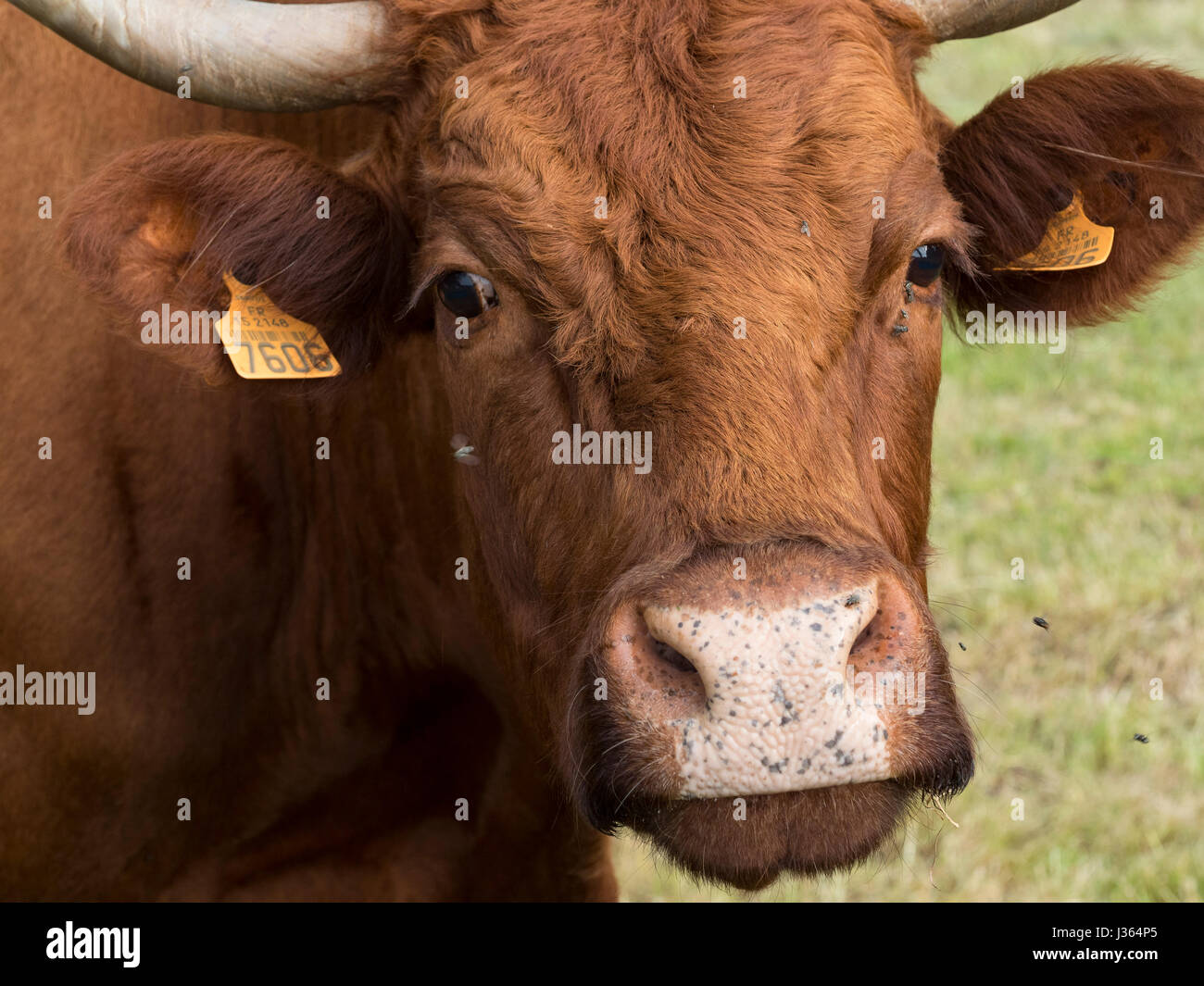 Close-up auf einem Salers Kuh-Kopf. Stockfoto