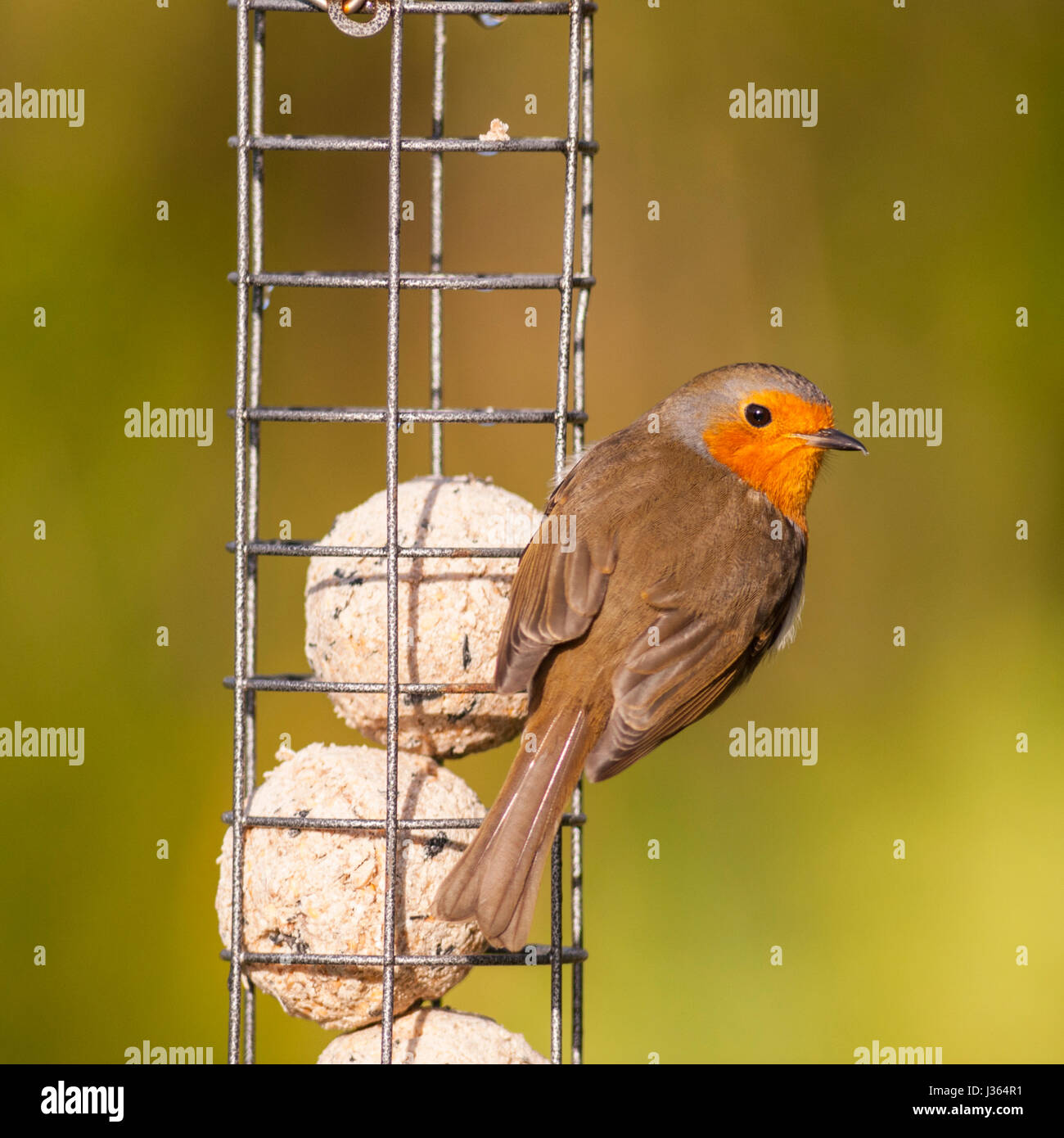 Ein Rotkehlchen auf ein Futterhäuschen für Vögel (Erithacus Rubecula) im Vereinigten Königreich Stockfoto