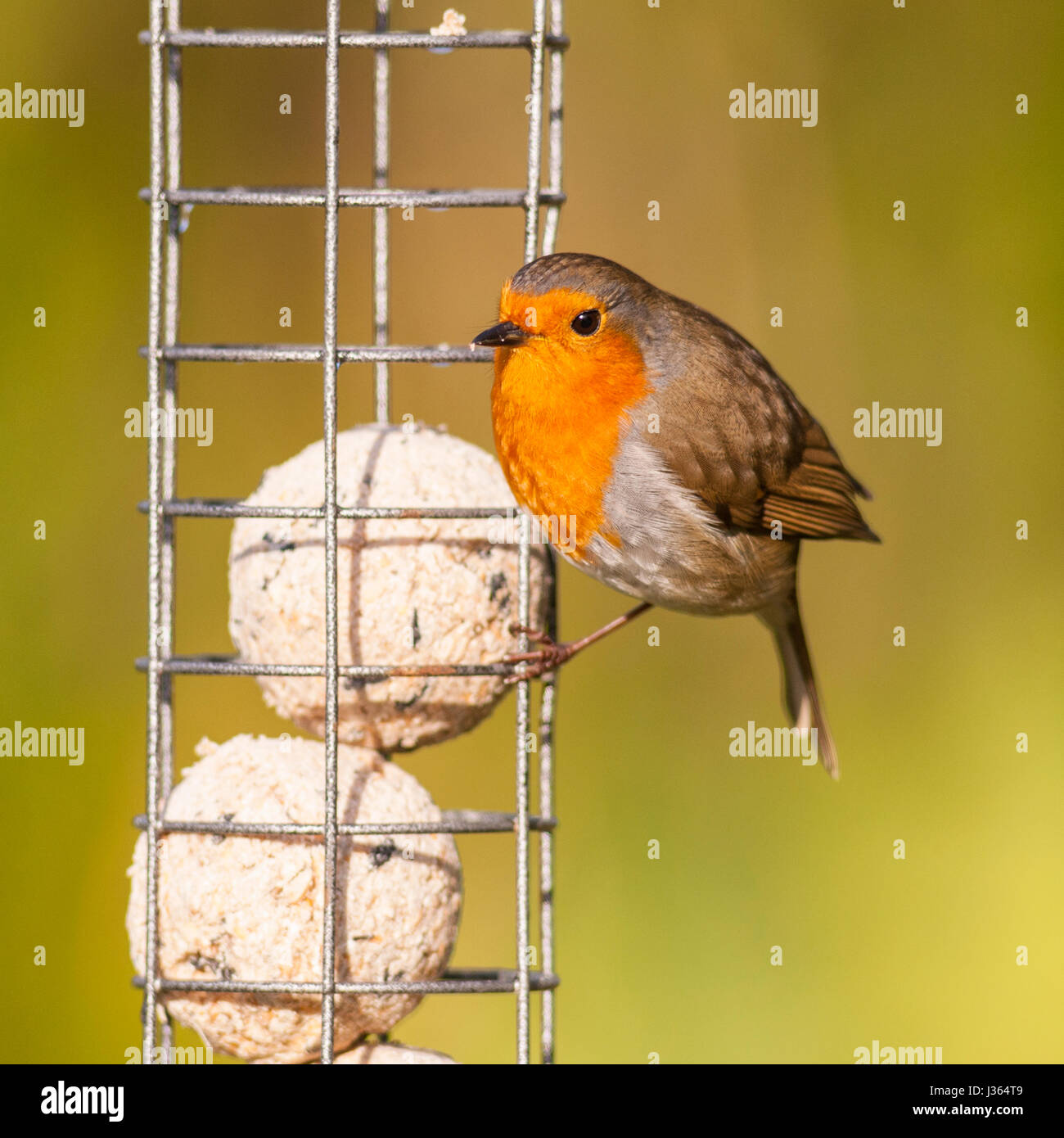 Ein Rotkehlchen auf ein Futterhäuschen für Vögel (Erithacus Rubecula) im Vereinigten Königreich Stockfoto