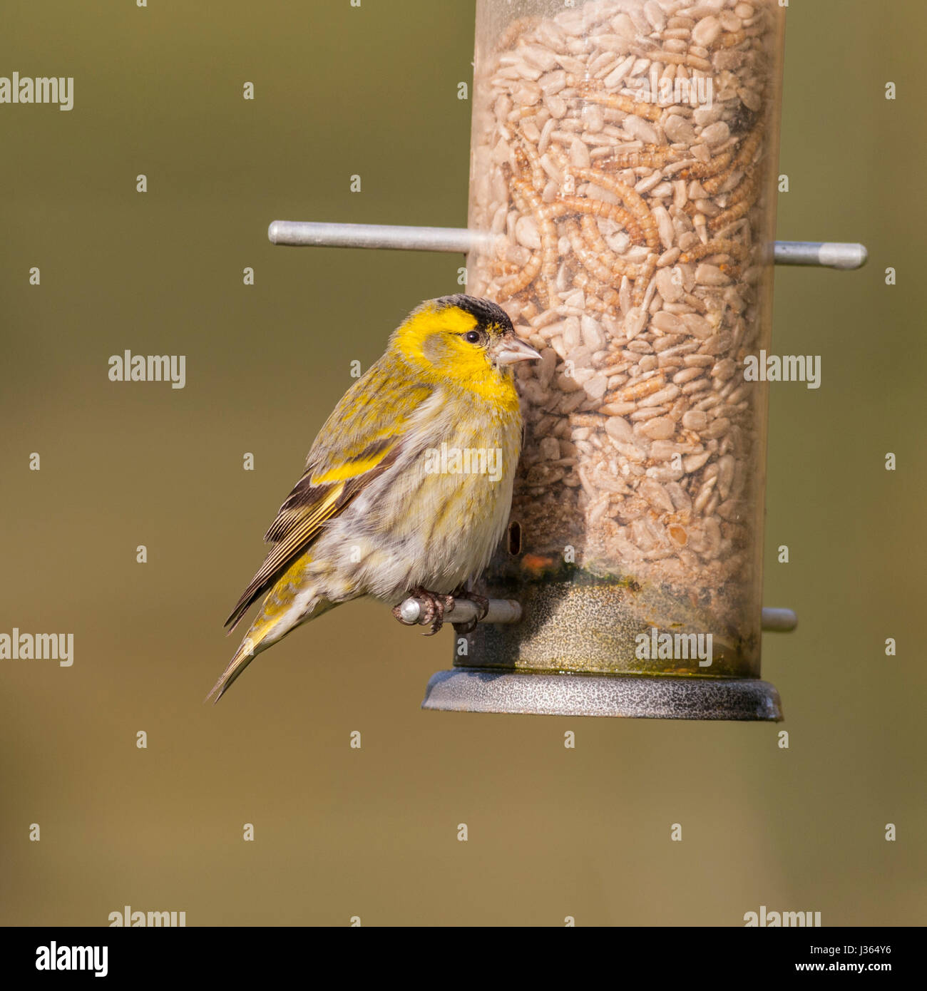 Eine eurasische Zeisig (Zuchtjahr Spinus) Männchen auf ein Futterhäuschen für Vögel im Vereinigten Königreich Stockfoto