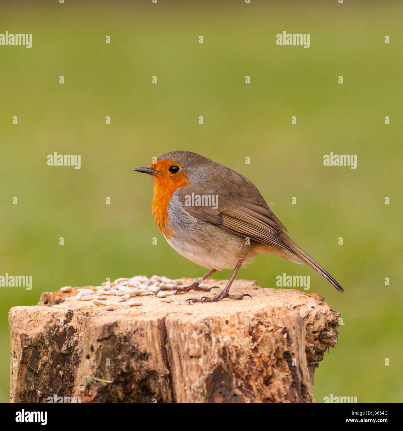 Ein Rotkehlchen auf ein Futterhäuschen für Vögel (Erithacus Rubecula) im Vereinigten Königreich Stockfoto