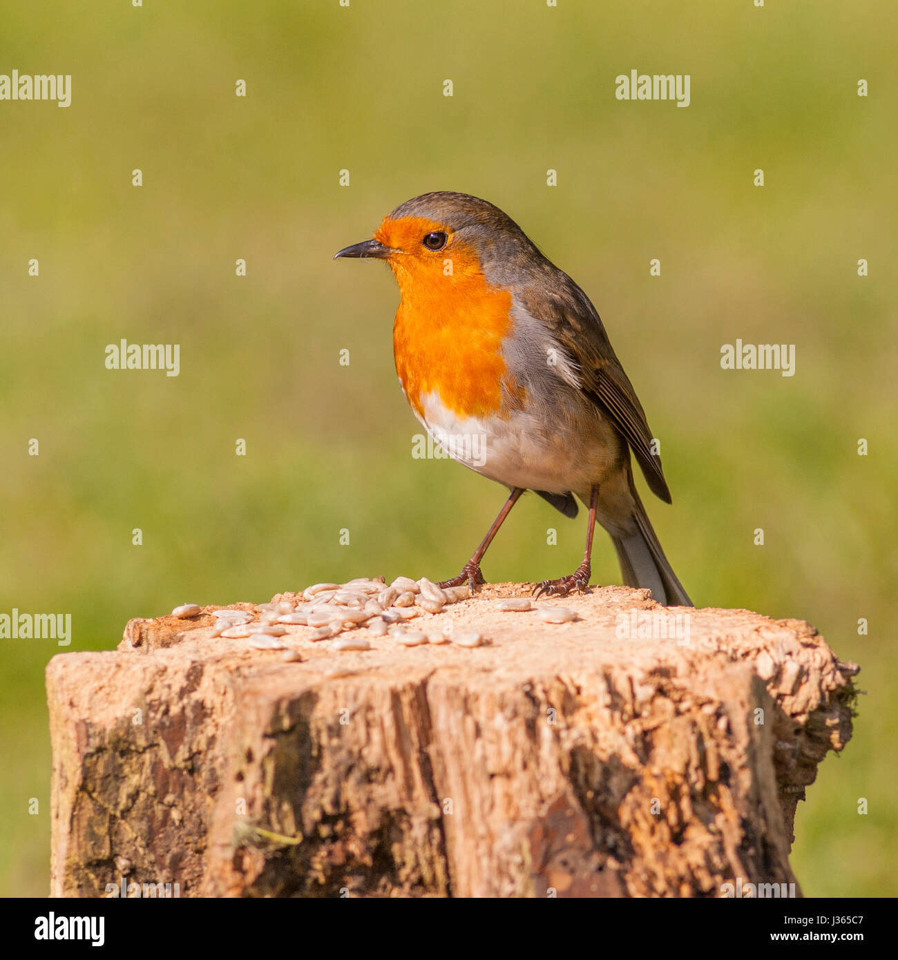 Ein Rotkehlchen auf ein Futterhäuschen für Vögel (Erithacus Rubecula) im Vereinigten Königreich Stockfoto