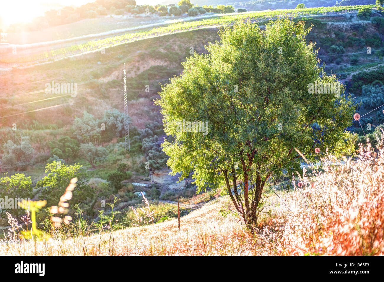 Ein Lichtstrahl durchbricht den dramatischen Himmel bei Sonnenuntergang und prallte gegen einen einsamen Baum auf einem Hügel Stockfoto