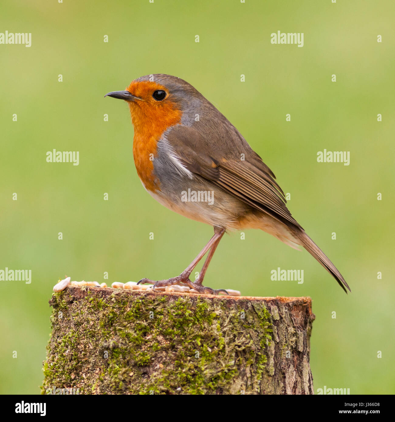 Ein Rotkehlchen auf ein Futterhäuschen für Vögel (Erithacus Rubecula) im Vereinigten Königreich Stockfoto