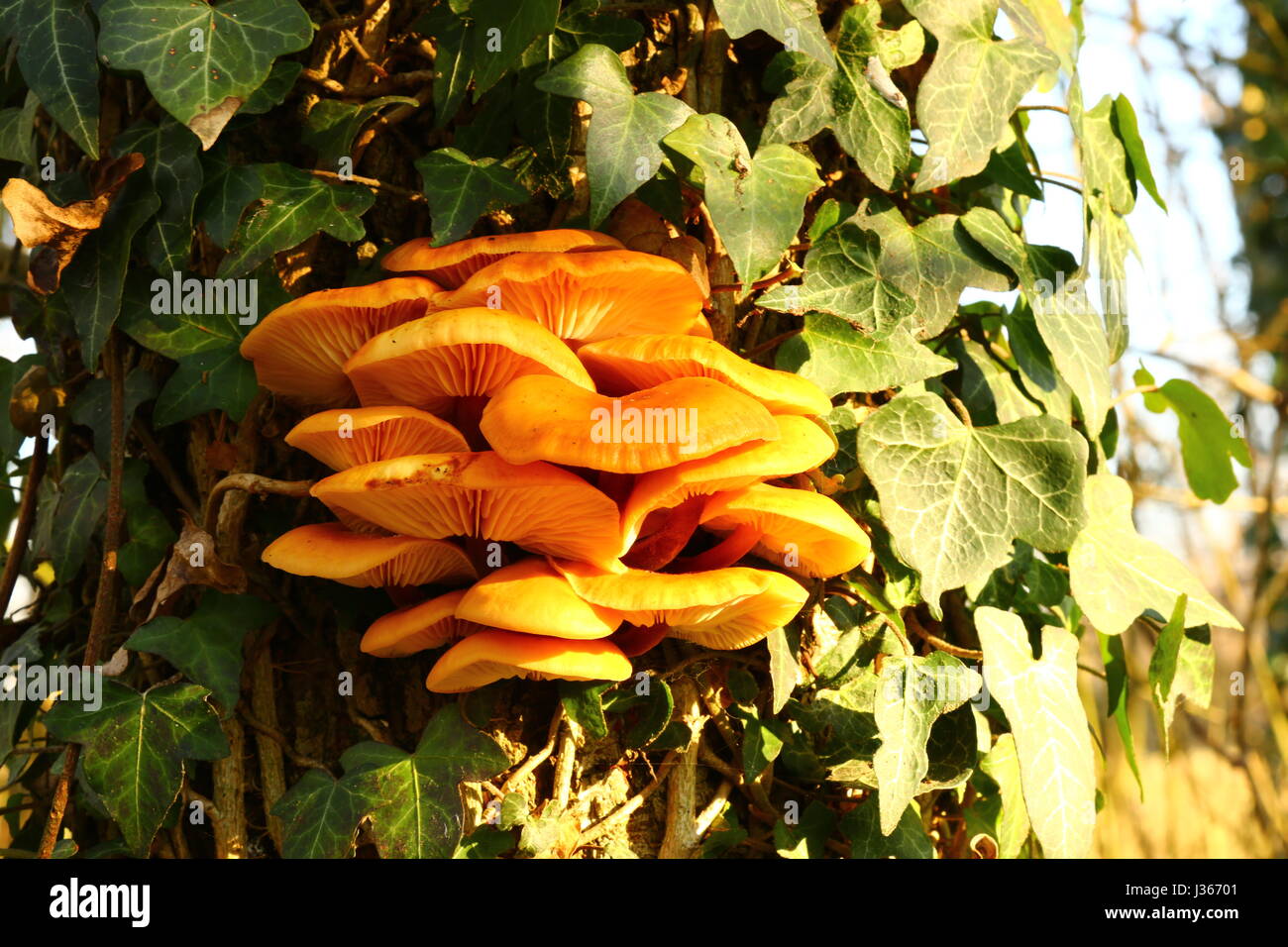 gelbe Pilze wachsen auf Efeu bedeckt Baum Stockfotografie - Alamy