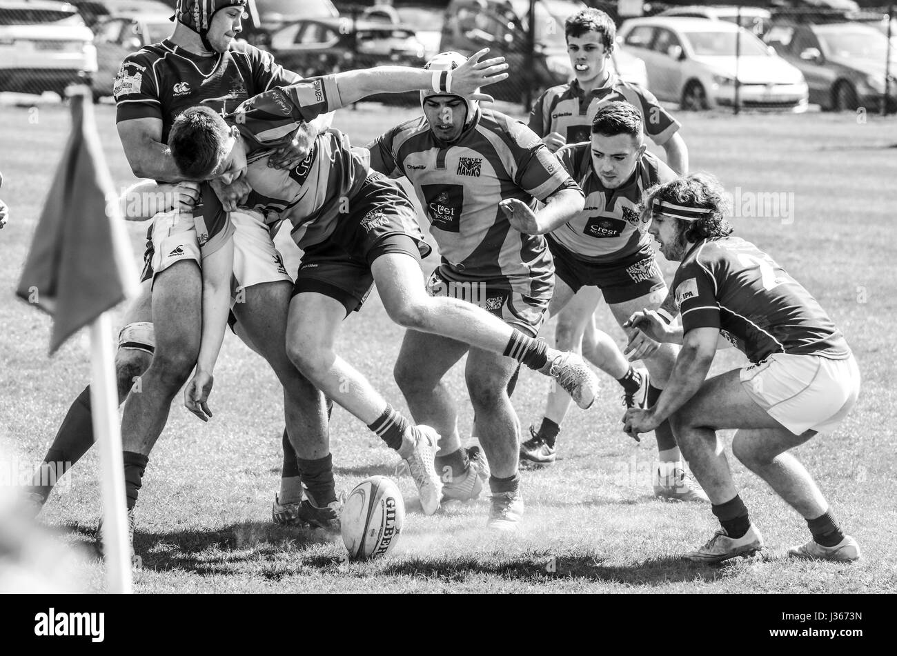 Rugby-spiel. April 2017. Henley Bulls vs. Richmond London Scottish Rugby Club, Twickenham, London, UK Stockfoto