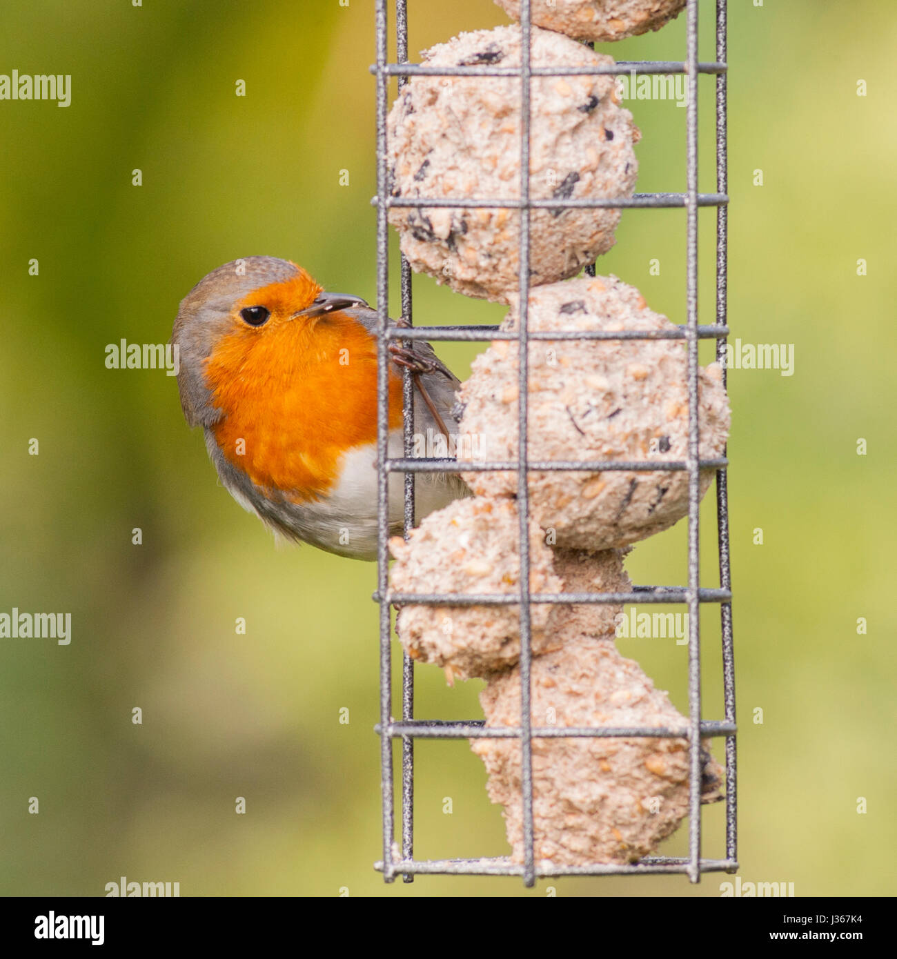 Ein Rotkehlchen auf ein Futterhäuschen für Vögel (Erithacus Rubecula) im Vereinigten Königreich Stockfoto