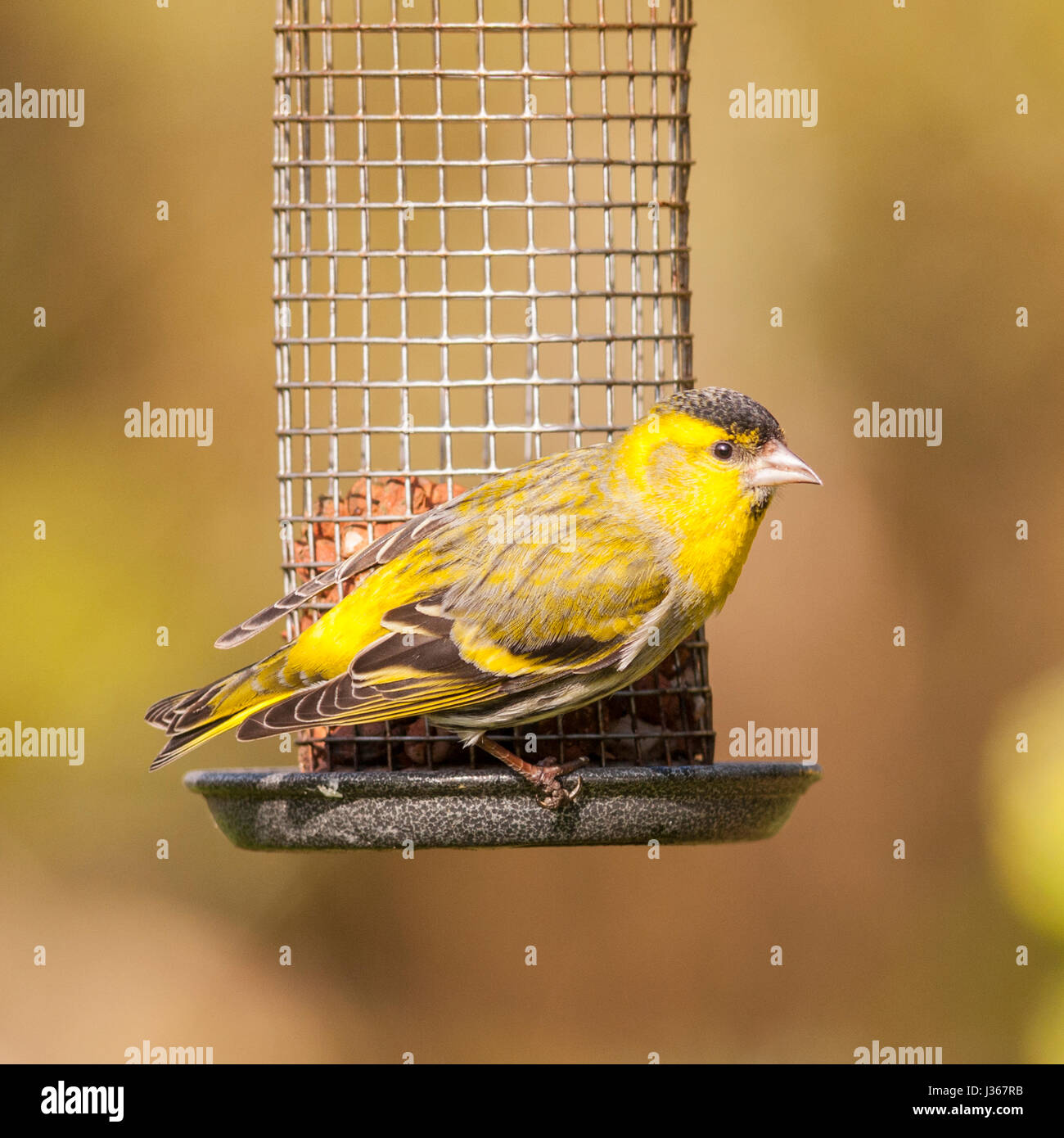 Eine eurasische Zeisig (Zuchtjahr Spinus) Männchen auf ein Futterhäuschen für Vögel im Vereinigten Königreich Stockfoto