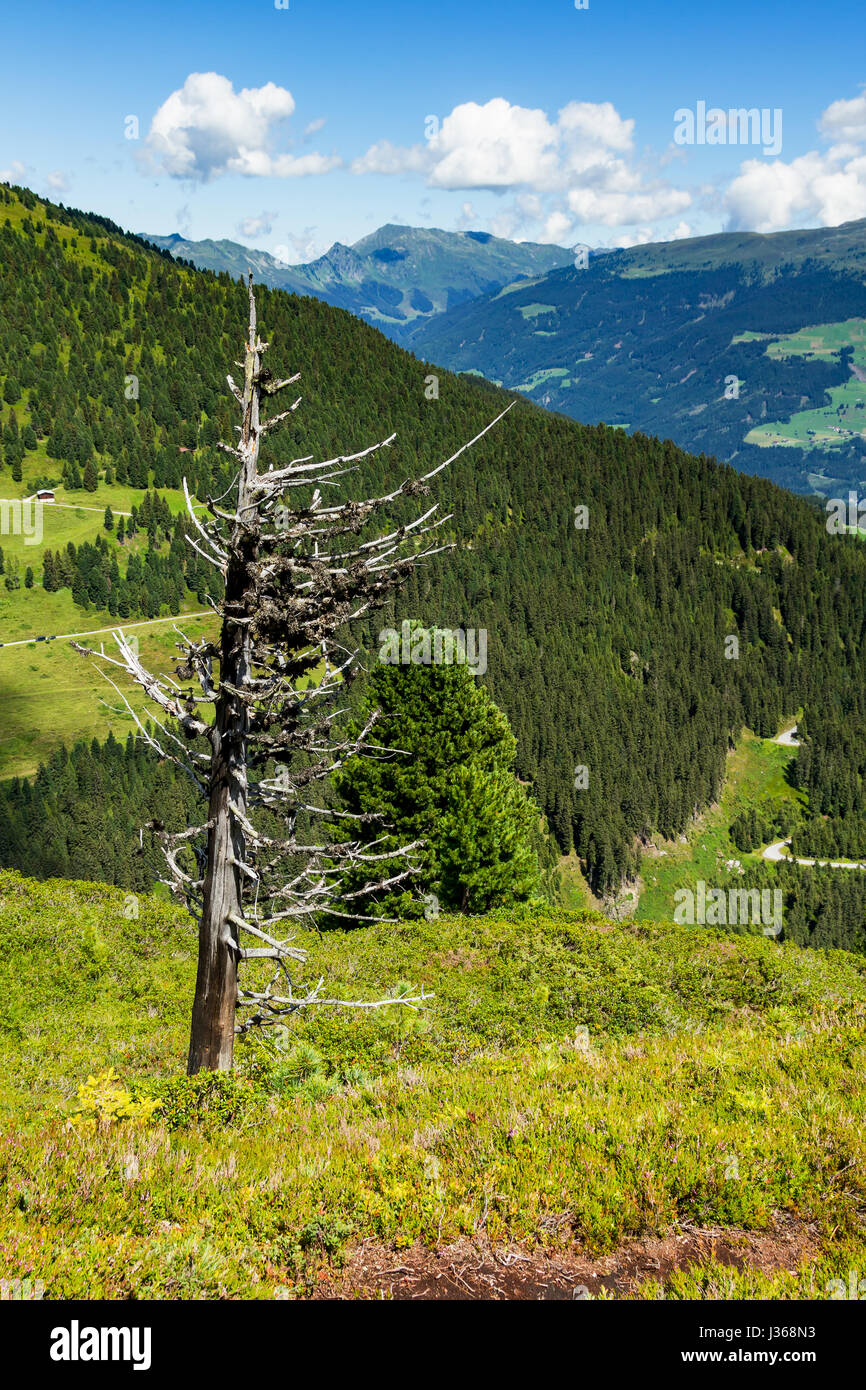 Hohe Berge malerisch mit getrockneten Baum im Vordergrund. Österreich, Tirol, Zillertaler Höhenstraße, Zillertaler Hoehenstrasse Stockfoto