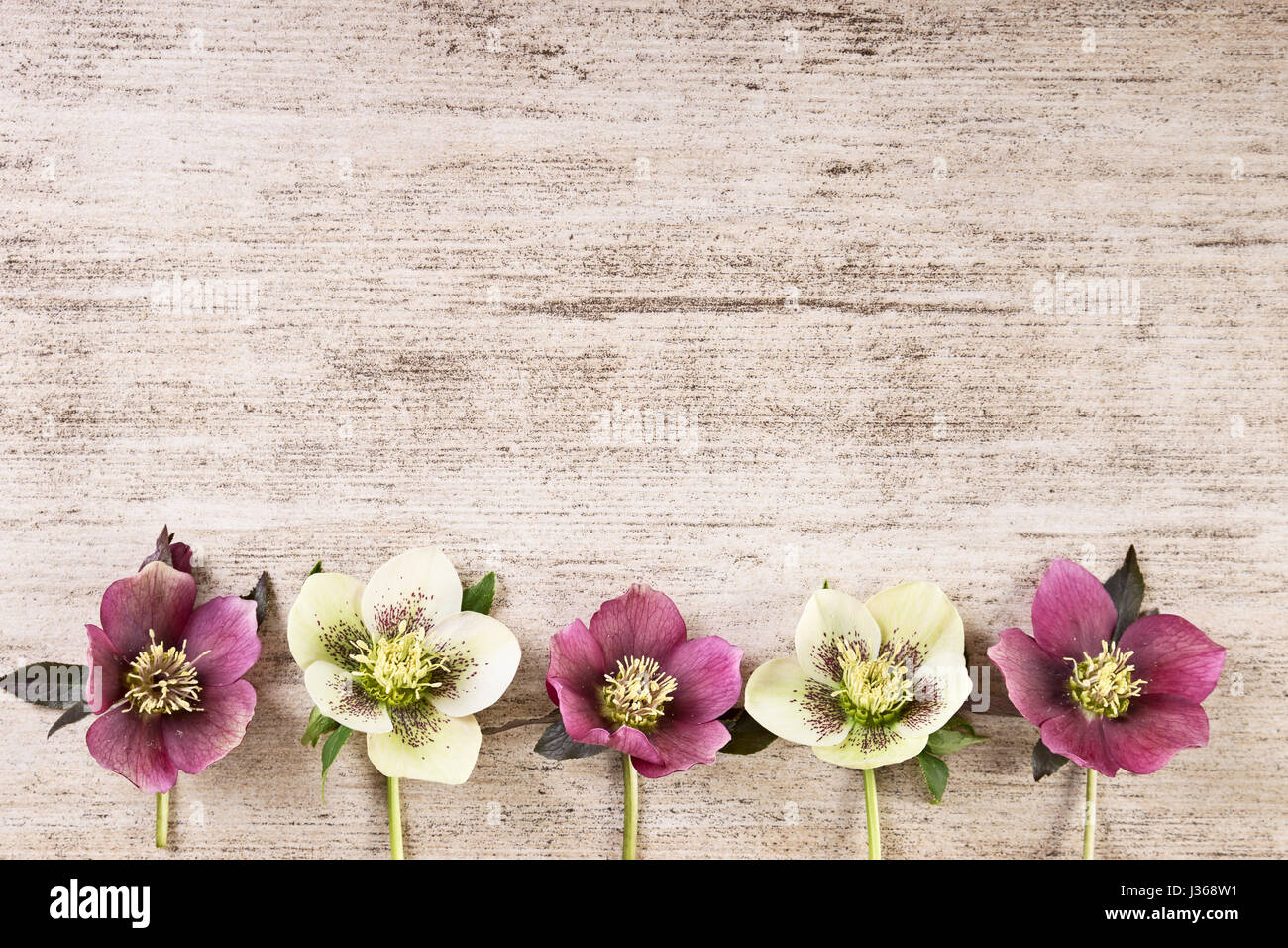 Vintage-Rahmenhintergrund mit Frühlingsblumen in Pastellfarben. Ansicht von oben, Text-Raum Stockfoto