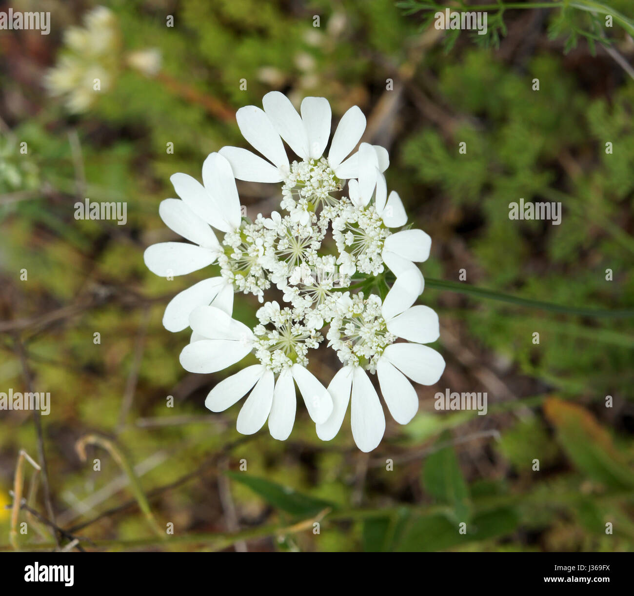 Pastinaken-Pflanze, weißen Wildblumen, Dalmatien, Coatia Stockfoto