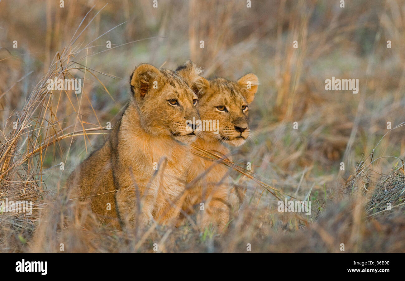 Löwenbabys in den Rasen. Okavangodelta. Eine hervorragende Abbildung. Stockfoto