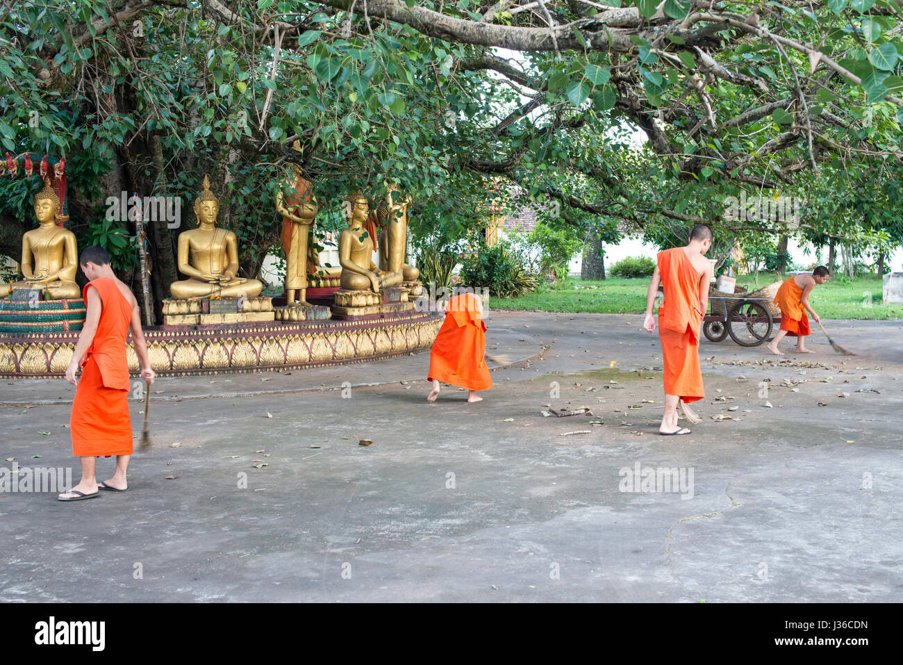 Mönche in dem Bodhi-Baum, Vientiane Stockfoto