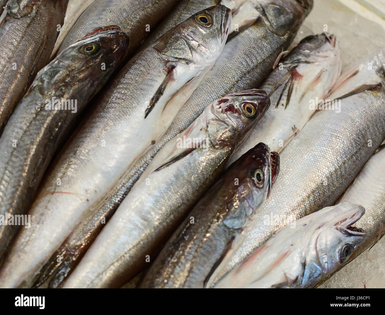 Makrele (Scomber Scombrus): Markt von Meeresfrüchten Stockfoto