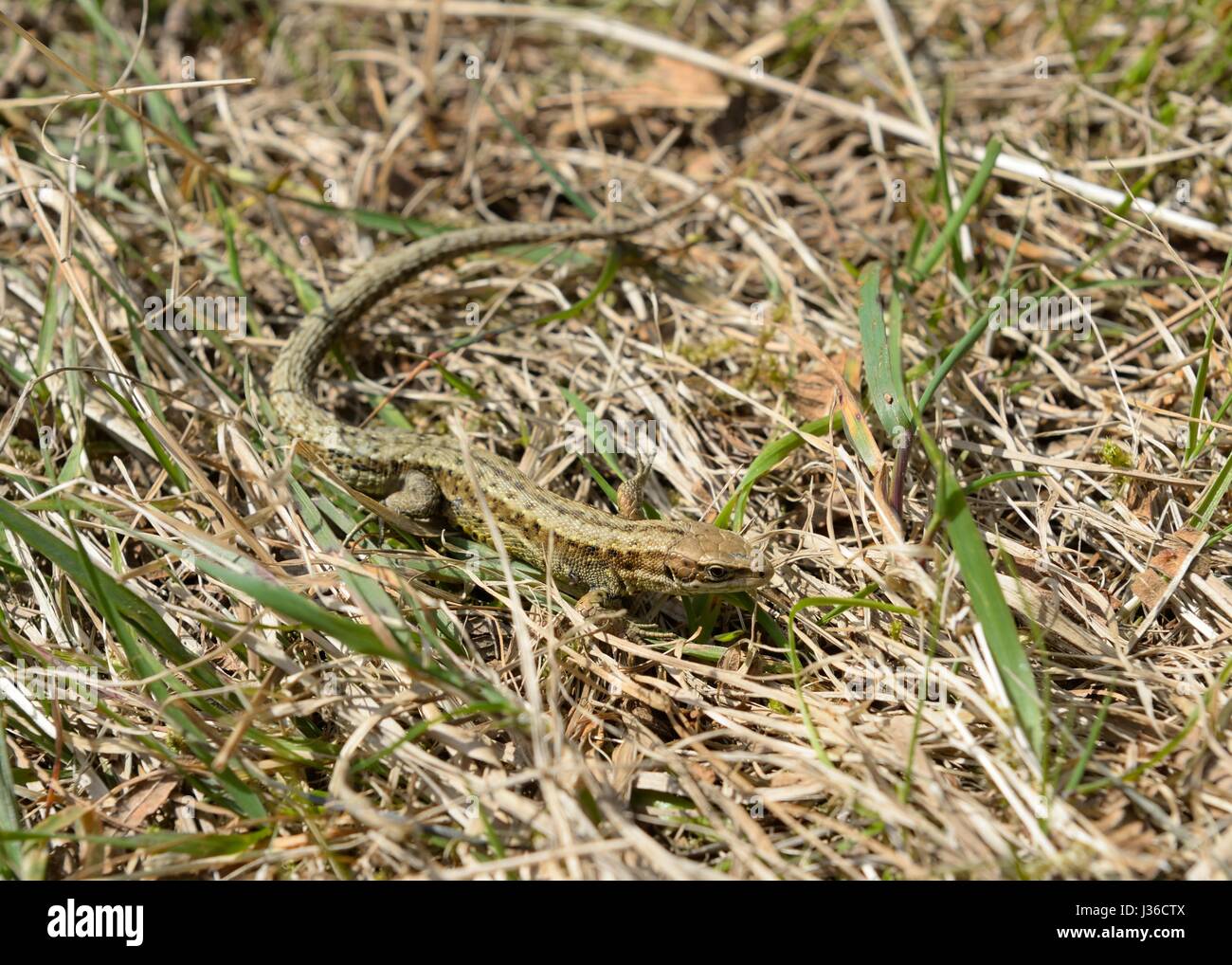 Eine gemeinsame Lizard (männlich) Zootoca vivipara in Schottland, Großbritannien, Europa Stockfoto