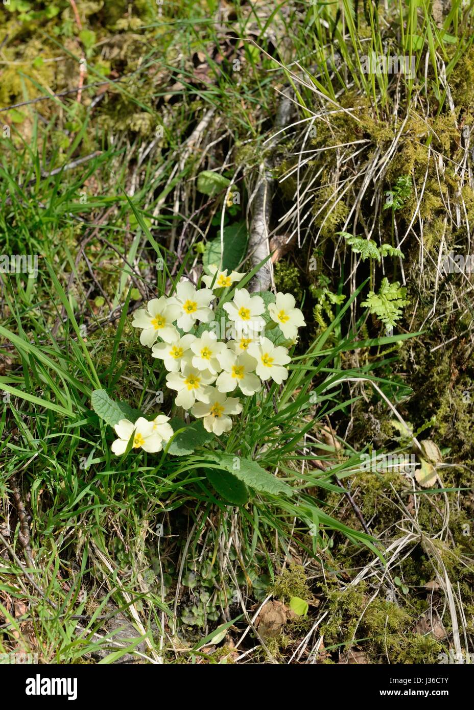 Primula Vulgaris wächst wild auf einem Hügel in Schottland, Großbritannien, Europa Stockfoto