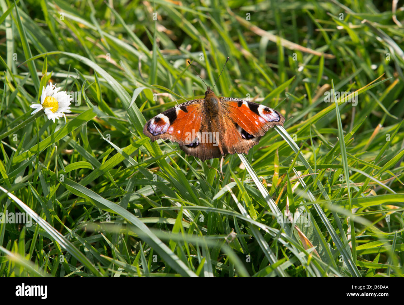 Ein Tagpfauenauge auf Rasen Hintergrund.  Flügel-Detail zeigt Muster und Farben für die Identifizierung von hautnah.  Genommen in East Yorkshire, UK in Plüsch Stockfoto