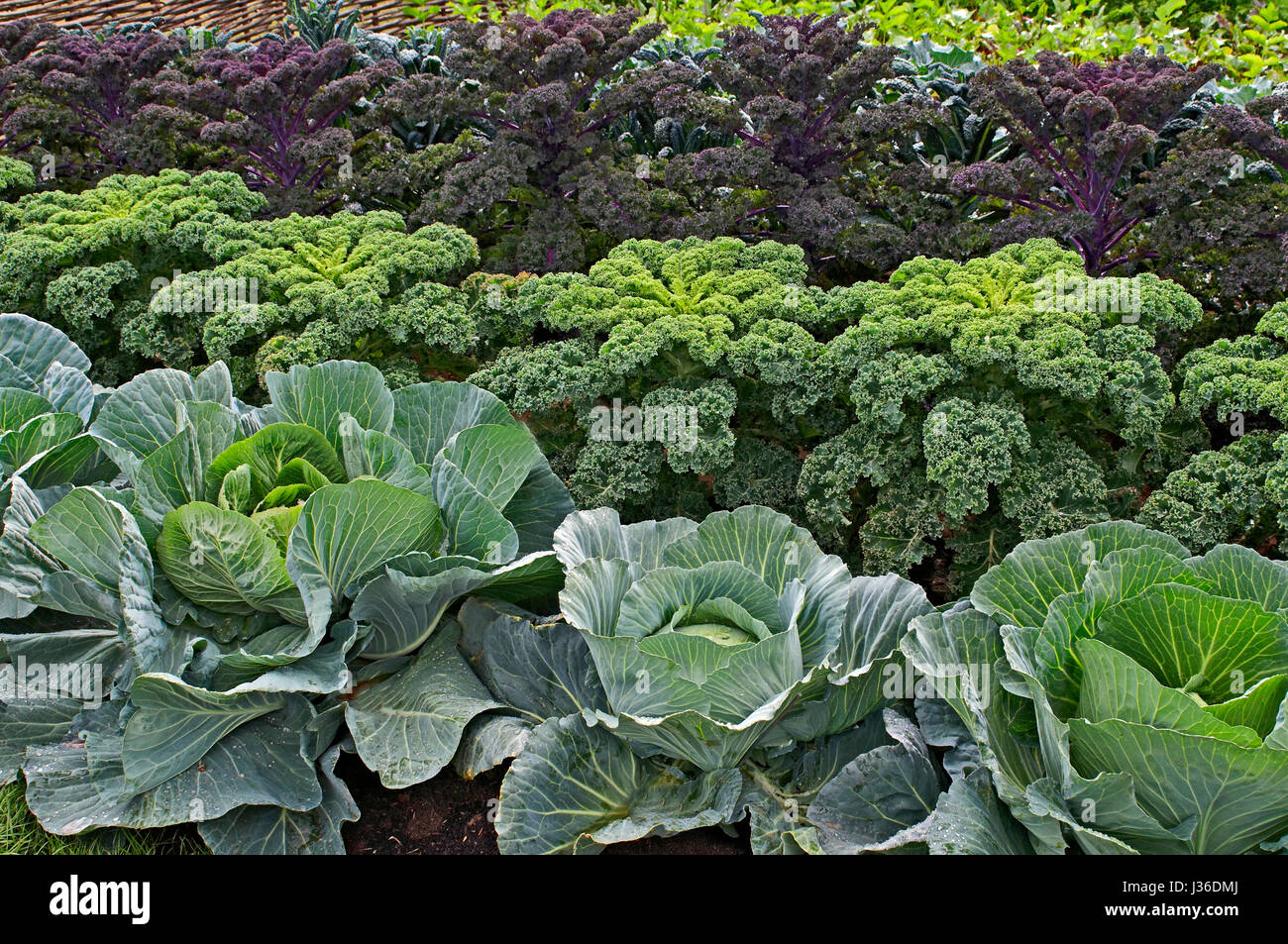 Reihen von Kraut und Kohl in eine Zuteilung Stockfoto