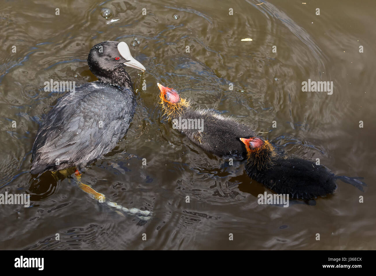 Blässhuhn mit hatchlnigs Stockfoto