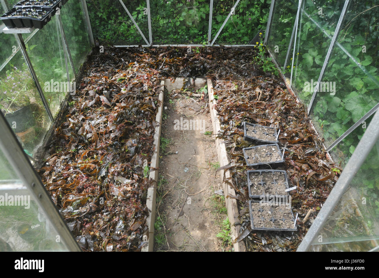 Algen sind auf dem Boden in einem Gewächshaus Fruchtbarkeit zu erhöhen. Stockfoto