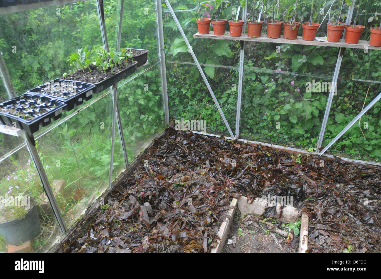 Algen sind auf dem Boden in einem Gewächshaus Fruchtbarkeit zu erhöhen. Stockfoto