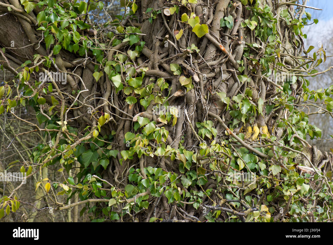 Alte und traditionsreiche gemeinsame Efeu, Hedera Helix, verdrehen und miteinander verwoben, um den Stamm eines Baumes mit den Blättern, die teilweise entfernt, um zu zeigen, die la Stockfoto