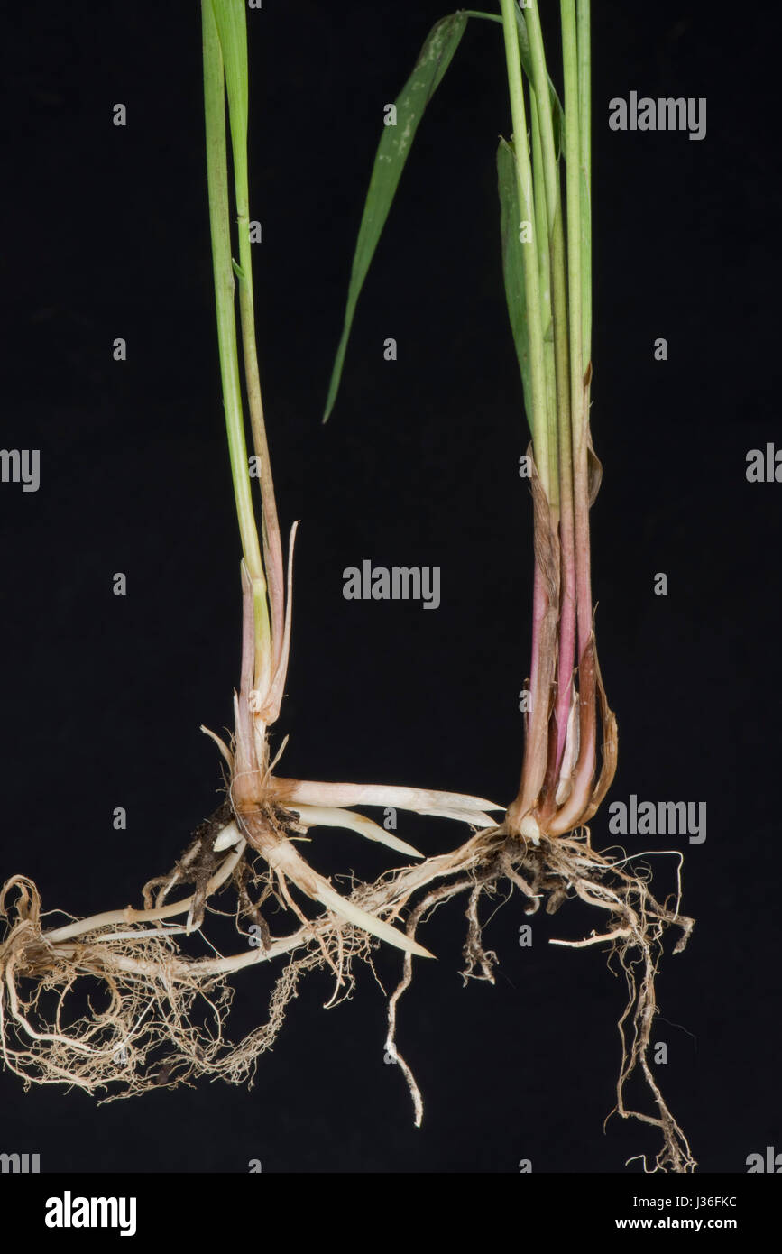 Gemeinsamen Sofa, Elymus Repens, Triebe und Wurzeln von unterirdische Rhizome dieser invasiven mehrjährige kriechende Rasen Unkraut Stockfoto