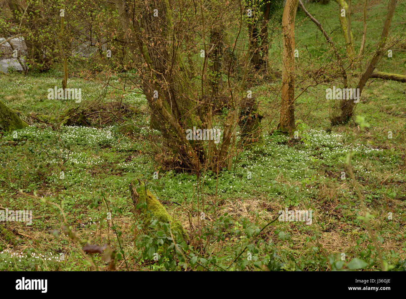 Buschwindröschen, Anemone nemorosa Stockfoto