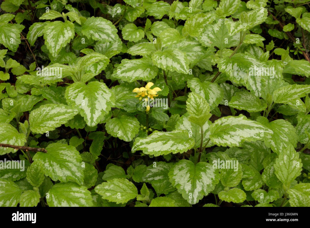 Lamiastrum Galeobdolon Unterart Argentatum, Garten gelb Erzengel Stockfoto
