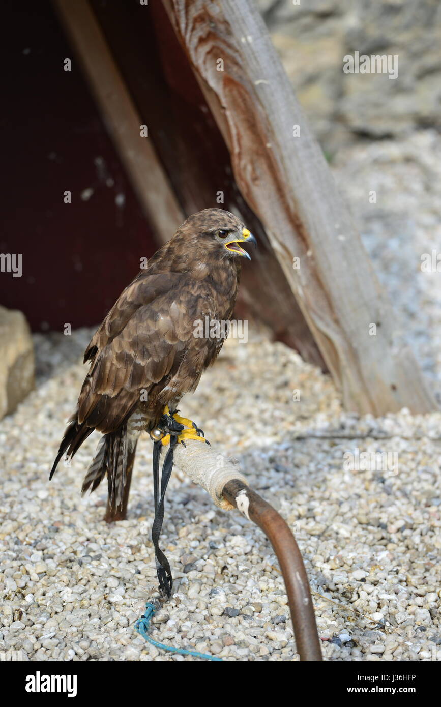 Vogel Stockfoto