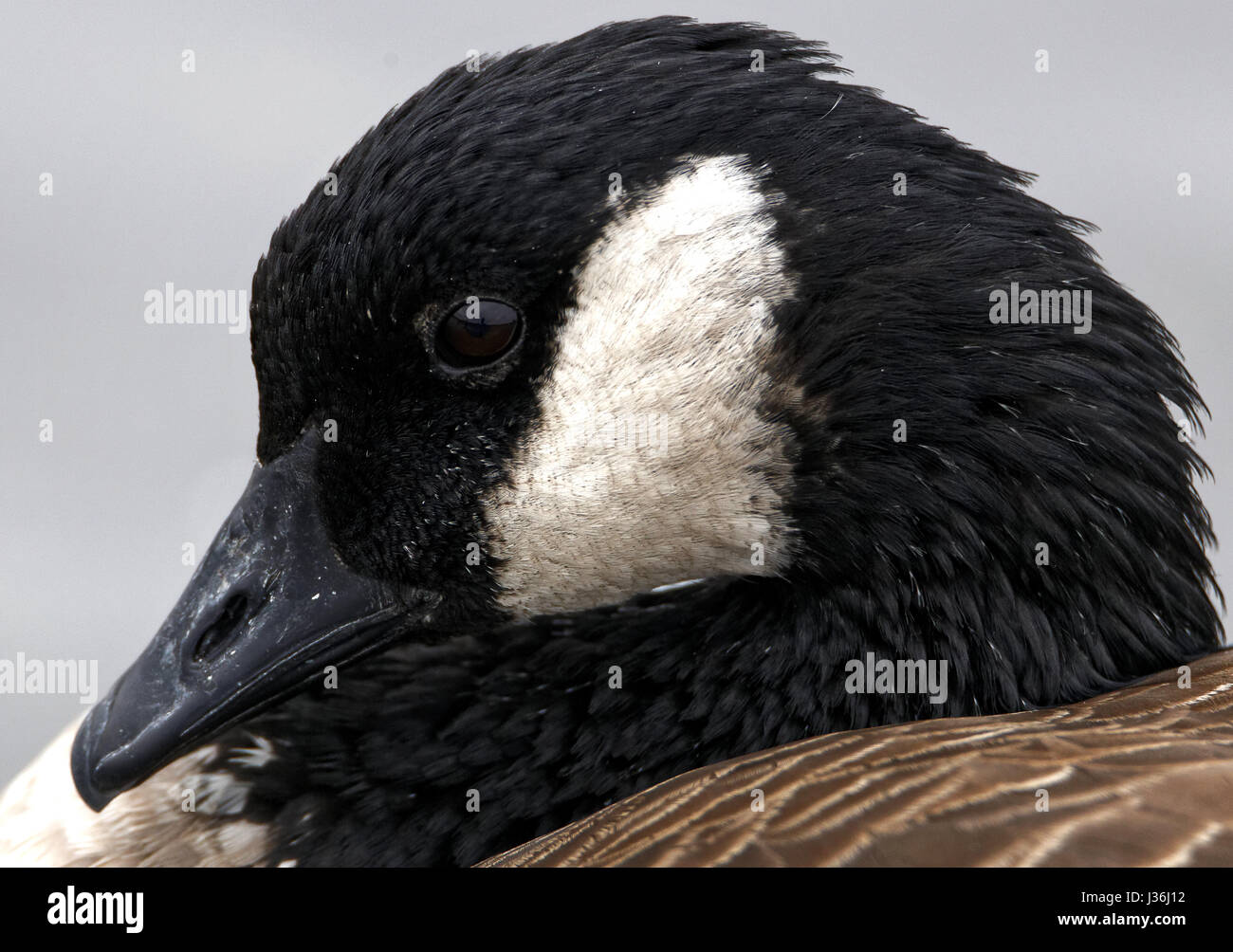 Kanada Gans closeup Stockfoto