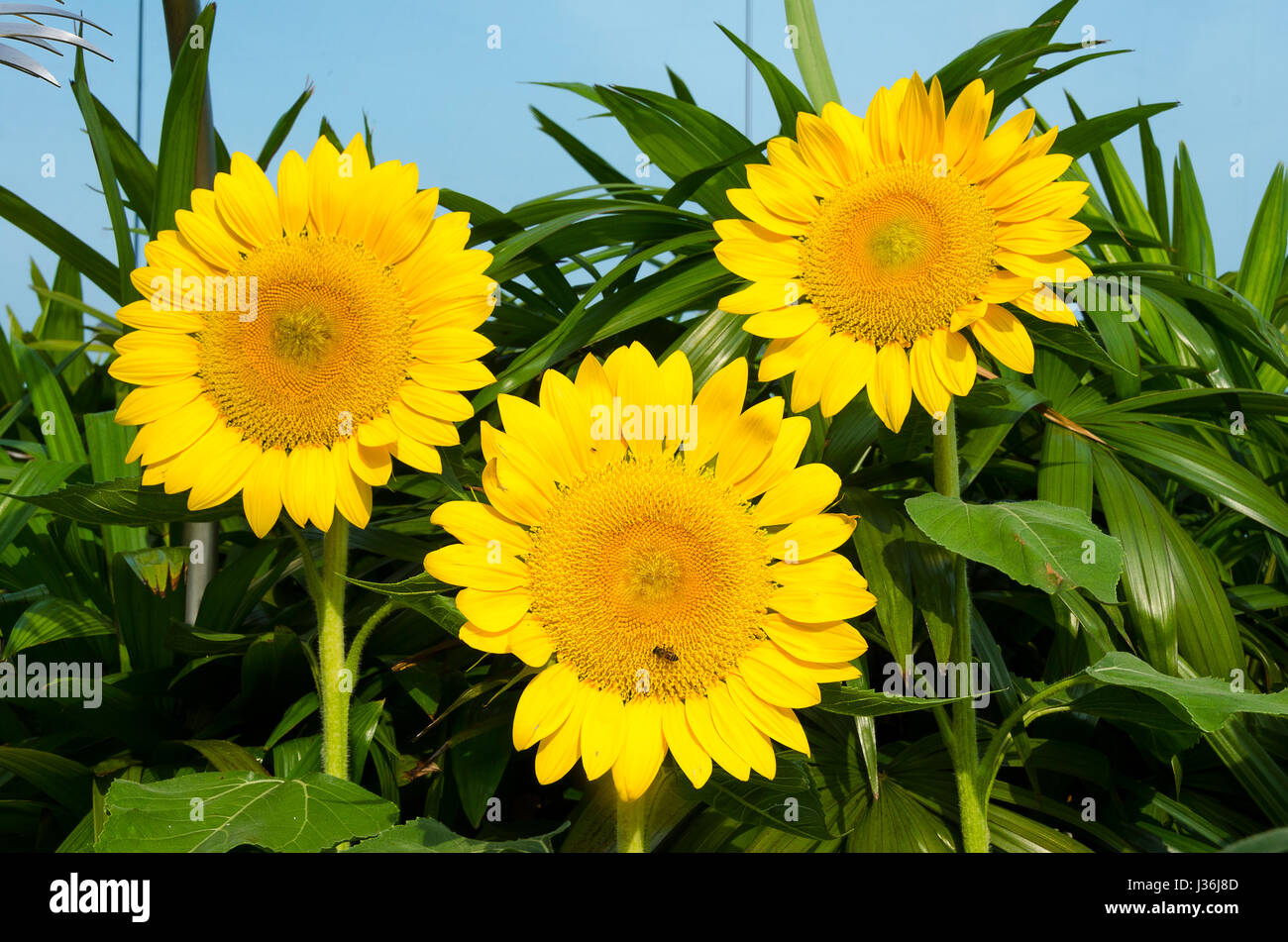 Sonnenblumen am Flughafen Singapur Stockfoto